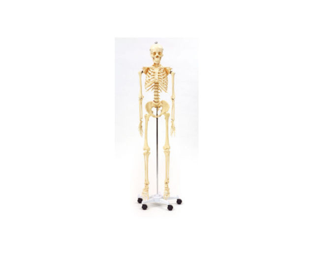 Betzold Menschliches Skelett Menschliches Skelett (Zoom)