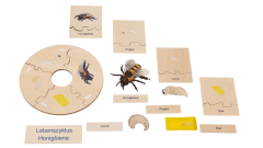 Betzold Lebenszyklen-Set Lebenszyklus Honigbiene (Zoom)