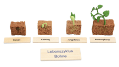 Betzold Lebenszyklen-Set Lebenszyklus Bohne (Zoom)